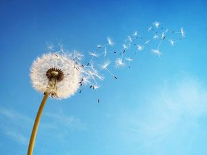 Solaranlagen auf grüner Wiese